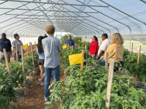 Demonstration of high tunnel tomato production technology to graduate students from Oklahoma State University