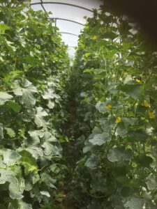 Grafted melons thriving in late June.