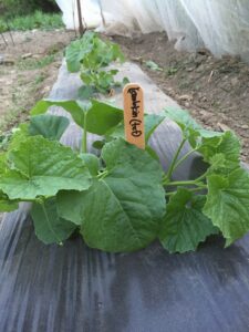 Grafted melons two weeks old, just beginning to vine.