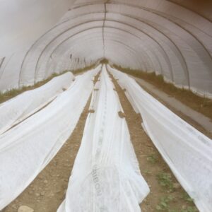 Grafted melons just planted, under row cover.