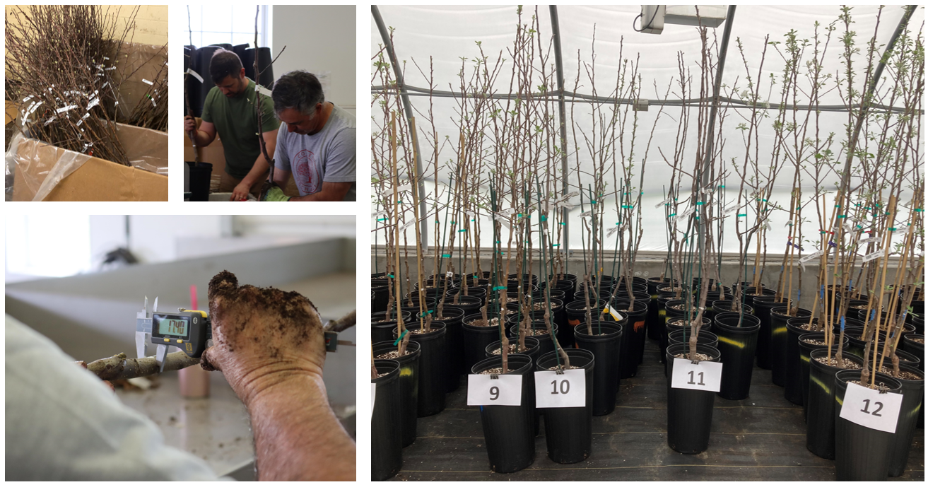 Photos showing bundled trees, placing trees into pots, measuring trees with calipers, and trees in numbered pots in the polyhouse.