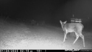 deer