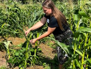 Hand Pollinating Corn