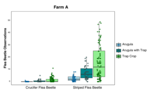 Flea beetles observed on arugula and trap crops