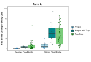 box plot of flea beetle data from sticky cards deployed in arugula and trap crop at Farm A