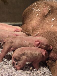 Off-duty guide dogs often wear ...