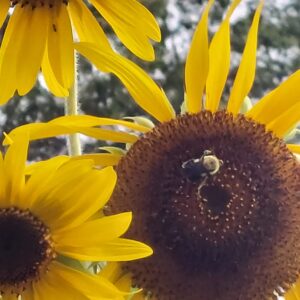 Honey bee on Arikara sunflower 8-8-2022