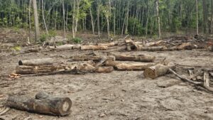 Horse Logging in the Smokey Hills