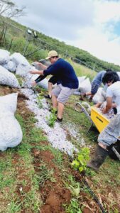Workshop participants applying organic mulch to pepper plants