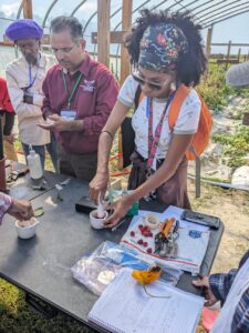 Vet farmer preparing samples for refractometer and pH meter demo on raspberry and strawberry harvest stage and fruit processing evaluation.