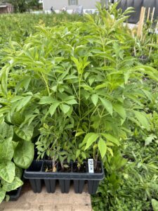 Elderberry plants for Opportunity Garden participants