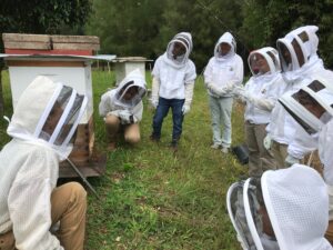 checking a hive.