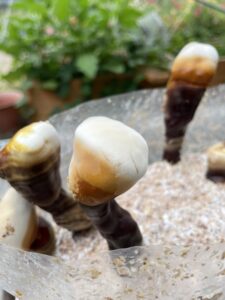 Reishi taking in the oxygen