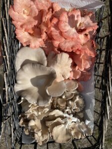 We love oyster mushrooms