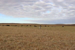 Terell's Grazing