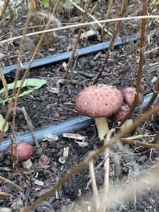 Garden giants growing in the Medicine Wheel