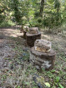 Turkey tail blocks lining the First Foods Trail at the farm, slowly growing into the logs on which they sit and spreading their spores throughout the forest. 