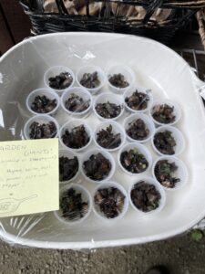 Cooked up garden giant sample for the produce stand to encourage people to cook with an unfamiliar mushroom