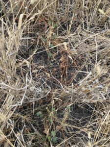 Maple Grove flax after winter wheat harvest.