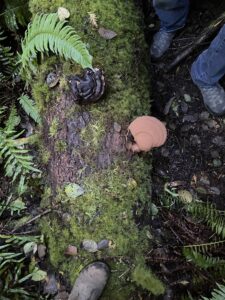 Oregon reishi for culturing and making medicine!