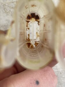 Dysentery was observed both in the queen cages and on the outside of the hives.  Here you can see it in the inside of a queen cage.