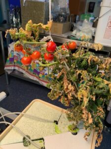 tomatoes!