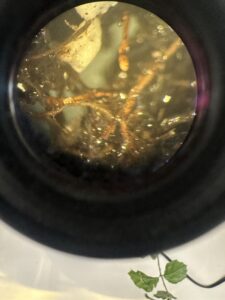 root tip