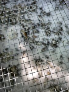 IMO 1 healthy culture