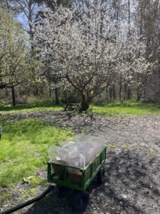 Sweet farm days hauling sawdust kits to incubation
