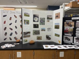 Dung beetle booth at outreach event