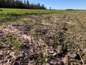 LSM before being incorporated into the soil in the fall of 2022.