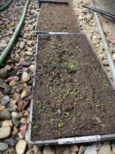Thyme seedlings in the greenhouse, 4/17/24