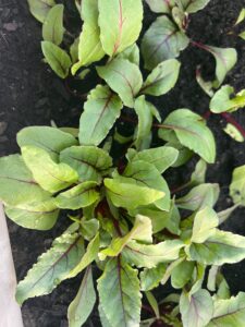 Beets are almost ready!