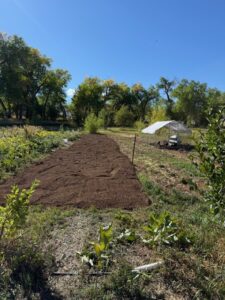 Cardboard and compost in CWC incubator plot