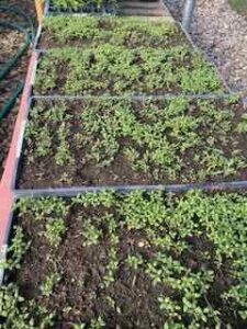 Thyme seedlings, 5/7/24