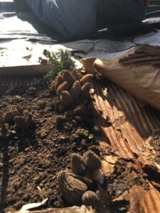 A joyous spring morel crop