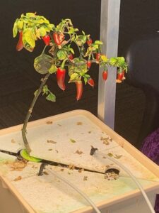 peppers!