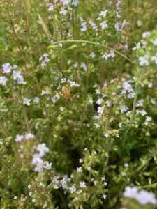Blooming thyme with bug, 6/20/24