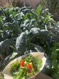 Kale from the raised beds used in the workshop.