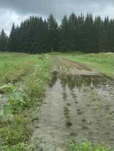 Flood thyme, 7/12/24