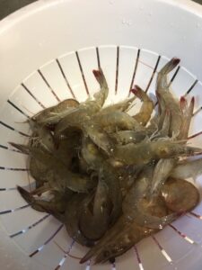 Shrimp Harvest and Individual Measurement