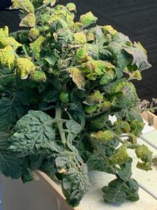 sickly plant