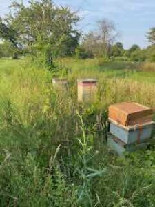 Bees at Hort Farm, 8/2/24