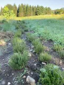 2025 Thyme, 8/7/24