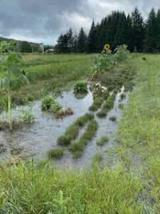 Flooded thyme, 8/22/24