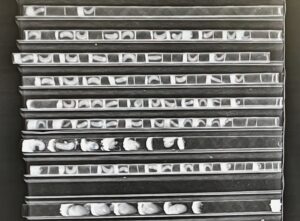 X-ray image of bee larva in paper straws arranged side by side. Larva, pollen provisions, and partitions between nest cells are visibly.