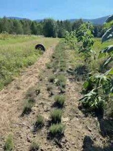 2025 Thyme planting, 8/30/24