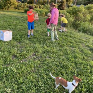 Releasing the gall mites