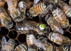 A picture of honeybees, with a labelled queen.