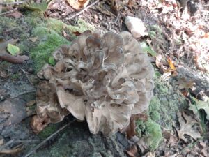 Maitake